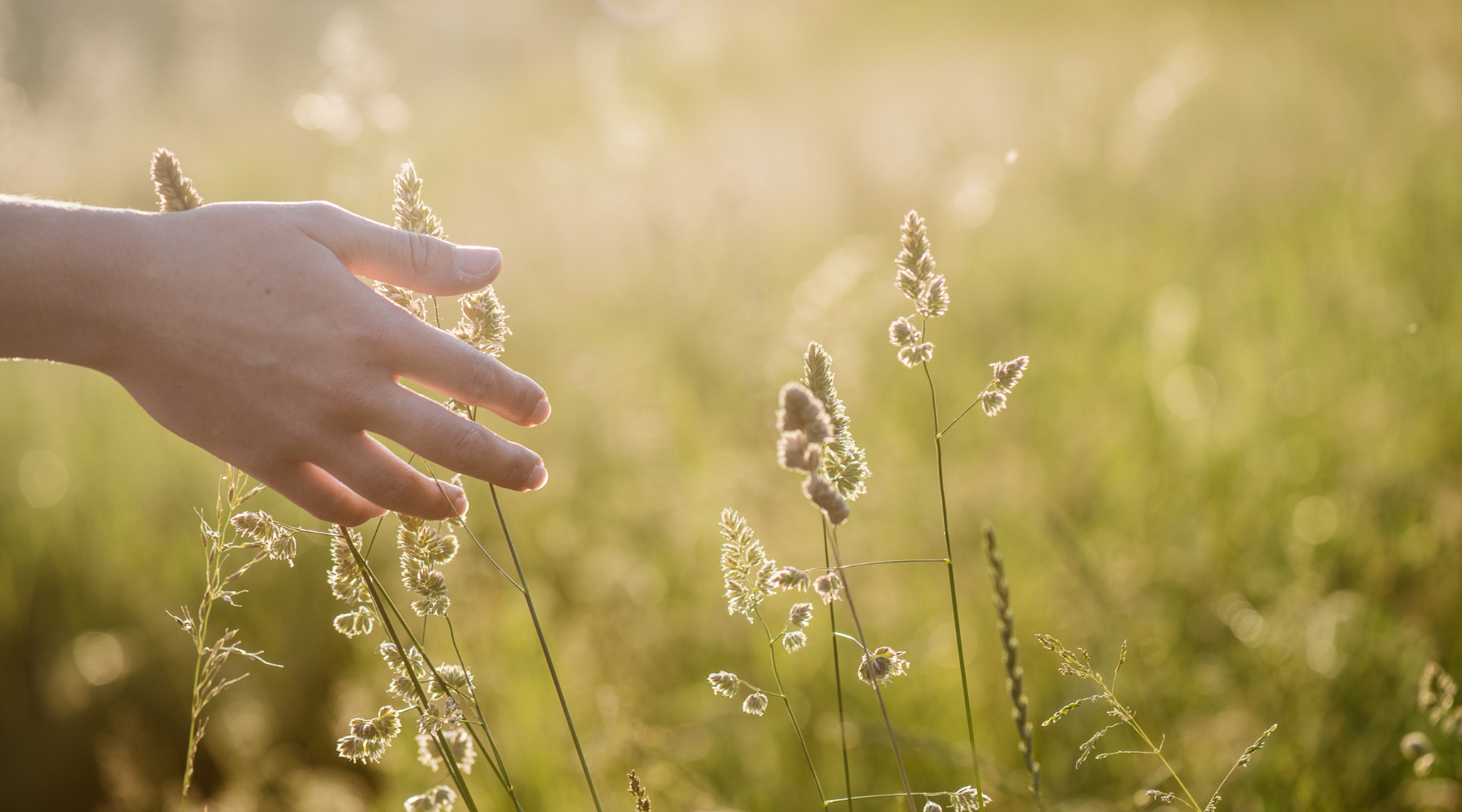 A hand touching tall grass in the sunlight.