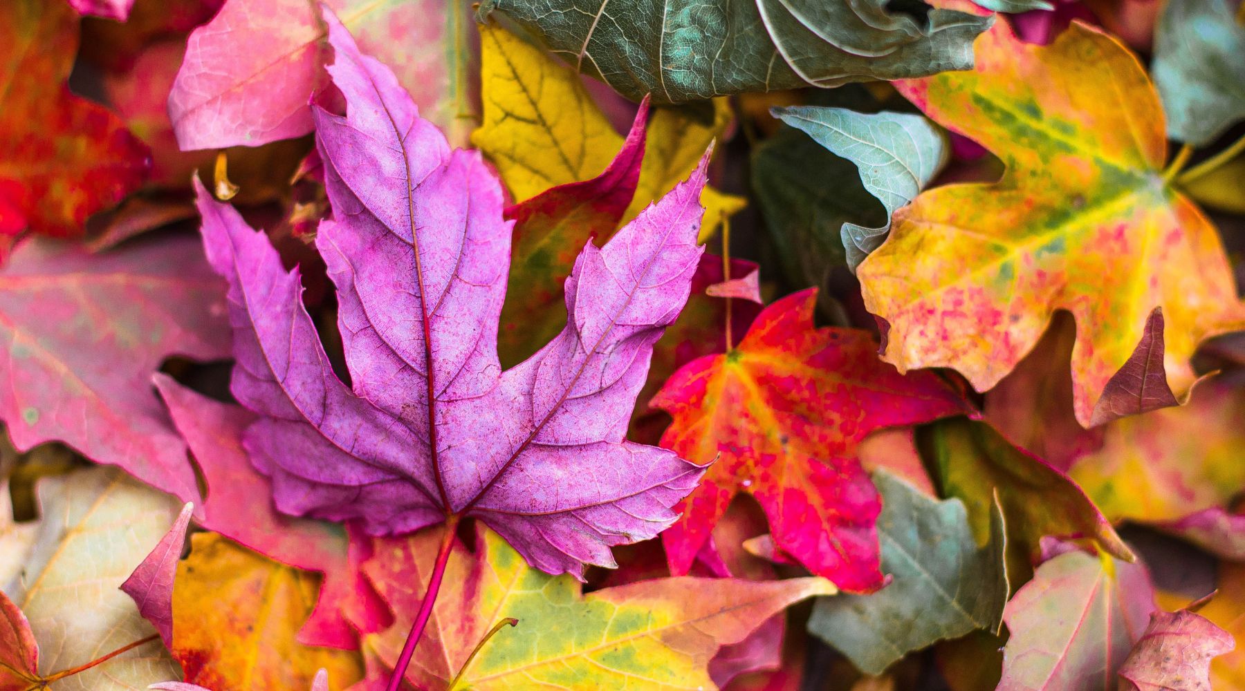 Prepare Your Tiny Home for Autumn